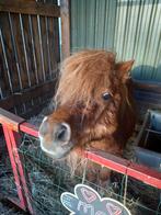 lieve kinder pony, Dieren en Toebehoren, Pony's, 11 jaar of ouder, Merrie, A pony (tot 1.17m), Recreatiepony