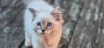 Ragdoll kittens te koop, Dieren en Toebehoren, Meerdere dieren, Gechipt, 0 tot 2 jaar