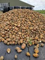 Voederbiet voederbieten, Dieren en Toebehoren, Dierenvoeding, Ophalen, Vee