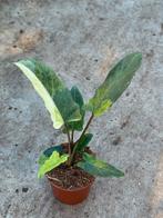 Alocasia Lauterbachiana Variegata, Huis en Inrichting, Kamerplanten, Ophalen of Verzenden, Halfschaduw, Minder dan 100 cm