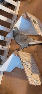 Takla duiven 5 stuks      Contact 0614384106, Dieren en Toebehoren, Vogels | Duiven, Meerdere dieren, Overige soorten