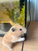 Syrische Hamster man, Dieren en Toebehoren, Knaagdieren, Mannelijk, Hamster, Voor 1 juli 2024, Tam