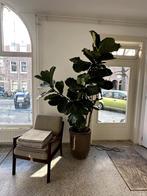 Ficus Lyrata in pot 220 hoog, Huis en Inrichting, Ophalen, Ficus, 200 cm of meer, Halfschaduw