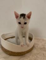Kitten, Dieren en Toebehoren, Katten en Kittens | Raskatten | Korthaar, Kater, 0 tot 2 jaar