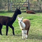 4 hengst veulens van 2025, December, Mannelijk