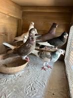 Iraanse hoogvliegers, Dieren en Toebehoren, Meerdere dieren