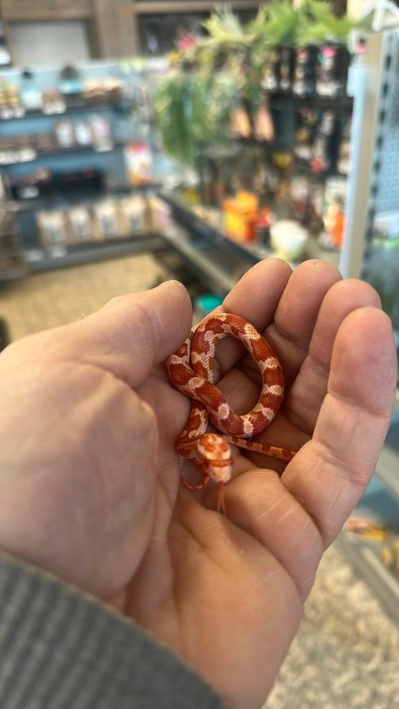 Pantherophis guttatus (baby)