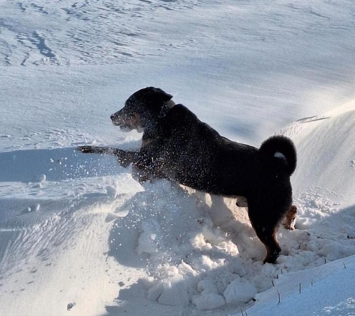 Oppas/ opvang, Dieren en Toebehoren, Overige Dieren, Mannelijk, Oktober