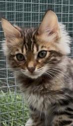 Langhaar bengaalse katertje (cashmere ) met stamboom, Dieren en Toebehoren, Katten en Kittens | Raskatten | Langhaar, Kater, Gechipt