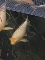 koi Gin rin platinum 55 cm, Dieren en Toebehoren, Vissen | Vijvervissen, Karper of Koi