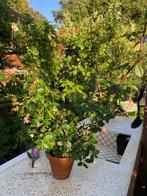 Begonia fuchsioides stekken, Ophalen, Overige soorten, Halfschaduw, Minder dan 100 cm