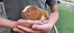 Langharige cavia, Juni, Mannelijk, Cavia
