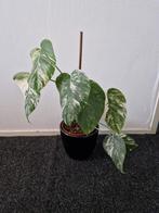 Monstera Variegata - Prachtige kamerplant!, Tuin en Terras, Planten | Tuinplanten, Vaste plant, Bloeit niet, Halfschaduw, Ophalen