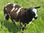 Koppel bonte rammen., Dieren en Toebehoren, Mannelijk, Schaap