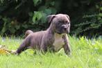 American Bully Reutje, Dieren en Toebehoren, Overige rassen, CDV (hondenziekte), 8 tot 15 weken, Meerdere