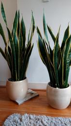 Sanseveria, gemakkelijke kamerplant, Ophalen, Halfschaduw, Minder dan 100 cm