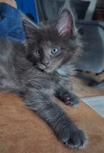 Maine coon kittens met stamboom, Dieren en Toebehoren, Katten en Kittens | Raskatten | Langhaar, Meerdere dieren, Gechipt
