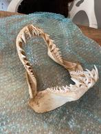 Zeldzaam! Origineel Kaakbeen Rifhaai met Tanden, Verzamelen, Dierenverzamelingen, Ophalen of Verzenden, Gebruikt, Overige soorten