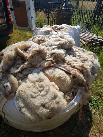 Ongv 1300 kg schapenwol beschikbaar voor biedingen