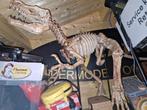 Replica dinosaurus skelet taxidermie, Ophalen