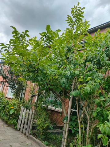 Walnootboom beschikbaar voor biedingen