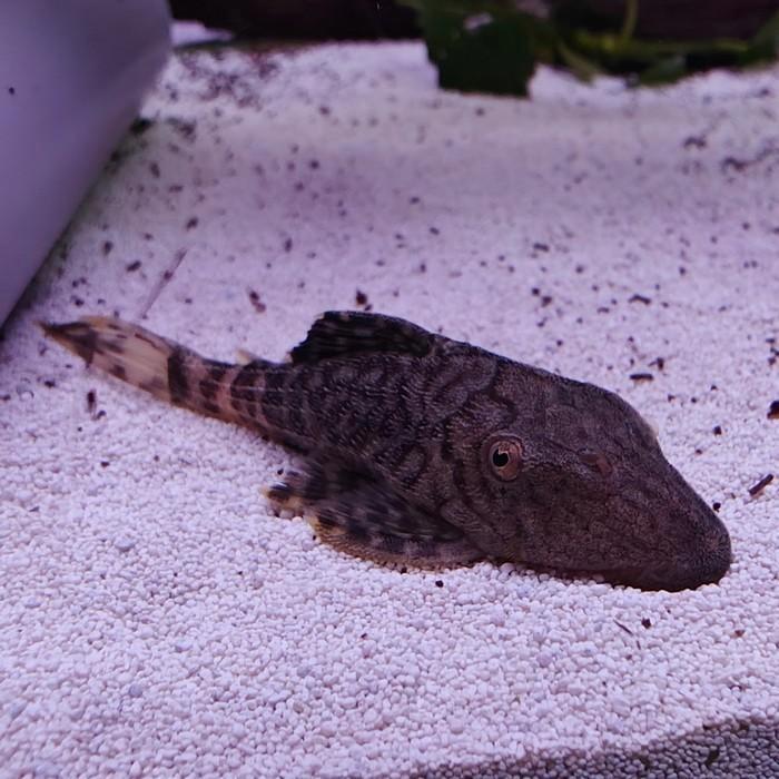 L-203 Panaque schaeferi L090C, Dieren en Toebehoren, Vissen | Aquariumvissen, Vis
