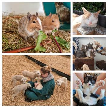 Huisdieren oppas, katten, konijnen en knaagdieren beschikbaar voor biedingen