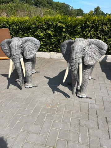 2 mooie olifanten beschikbaar voor biedingen