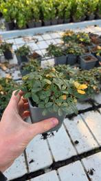 Potentilla Nuuk - Ganzerik - winterhard, Ophalen of Verzenden, Vaste plant, Overige soorten, Volle zon