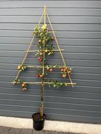 Lei fruitboompjes, appels elstar en peren conference, Ophalen, Lente, In pot, Appelboom