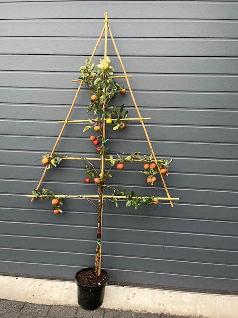 Lei fruitboompjes, appels elstar en peren conference, Tuin en Terras, Planten | Fruitbomen, Appelboom, 100 tot 250 cm, Lente, In pot
