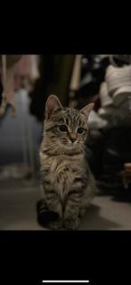 Poes zoekt nieuw baasje, Dieren en Toebehoren, Katten en Kittens | Raskatten | Korthaar, Ontwormd, 0 tot 2 jaar, Poes