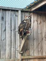 Europese oehoe, Dieren en Toebehoren, Vogels | Overige Vogels, Vrouwelijk, Roofvogel, Geringd