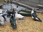 Aangeboden doksa en doksi eenden., Dieren en Toebehoren, Meerdere dieren, Eend