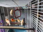 Rode kanaries man + pop en 3 jongen. Ook los te koop., Dieren en Toebehoren, Vogels | Kanaries, Meerdere dieren, Kleurkanarie