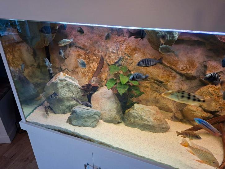 Compleet malawi bestand, Dieren en Toebehoren, Vissen | Aquariumvissen, Vis