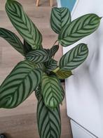Grote kamerplant, calathea oppenheimiana, Ophalen of Verzenden, Halfschaduw