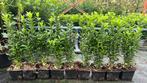 Euonymus Green Spire, kardinaalsmuts 20/30 cm nu €0,99, Ophalen, Minder dan 100 cm