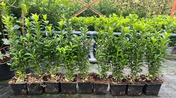 Euonymus Green Spire, kardinaalsmuts 20/30 cm nu €0,99 beschikbaar voor biedingen