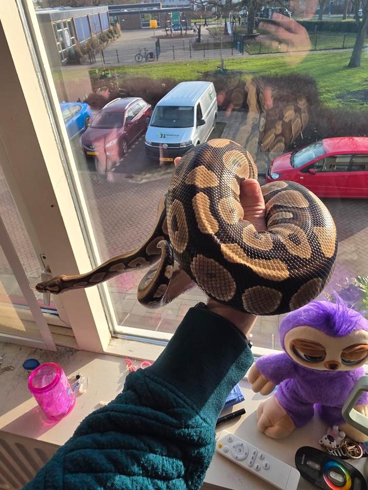 Modjave pastel vrouw Ball Python - female for sale from Dennis