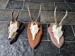 3 Mooie Ree geweien samen € 18 jacht hut mancave g1, Verzamelen, Dierenverzamelingen, Ophalen of Verzenden, Gebruikt, Gewei of Kop