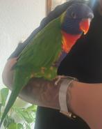 Lori van de blauwe bergen, Mannelijk, Papegaai, Tam