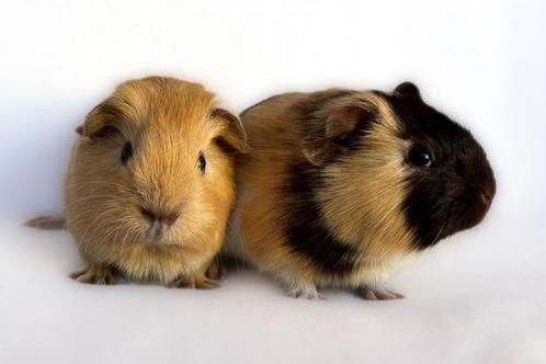 Twee lieve gladhaar cavia beertjes., Dieren en Toebehoren, Knaagdieren, Mannelijk, Cavia, Na 1 juli 2024, Tam