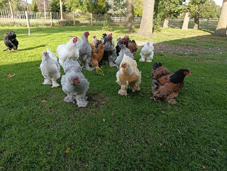 Broedeieren van grote Brahma Kippen in veel kleuren!!, Dieren en Toebehoren, Pluimvee, Kip, Geslacht onbekend