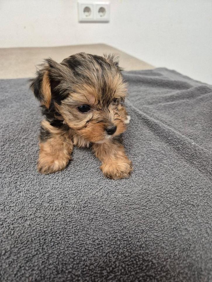 Yorkshirterier  pops, Dieren en Toebehoren, Honden | Jack Russells en Terriërs, Reu, Yorkshire Terriër, Particulier, Meerdere