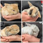 Lieve tamme kleine Nederlandse Hangoor Dwerg konijntjes, Meerdere dieren, Dwerg, Hangoor, 0 tot 2 jaar