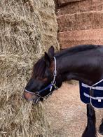 Weidehooi – Paarden – Tarwestro - Scherpe prijs, Meerdere dieren, 0 tot 2 jaar