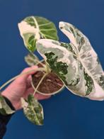 Alocasia Frydek Variegata p10 (10)