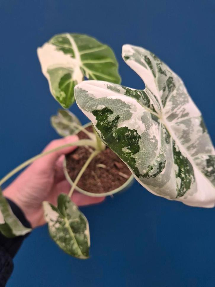 Alocasia Frydek Variegata p10 (10), Huis en Inrichting, Kamerplanten, Minder dan 100 cm, Halfschaduw, Ophalen of Verzenden