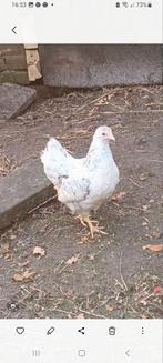 5 Wyandotte kuikens, Dieren en Toebehoren, Pluimvee, Vrouwelijk, Kip